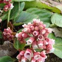 Bergenia stracheyi fleur